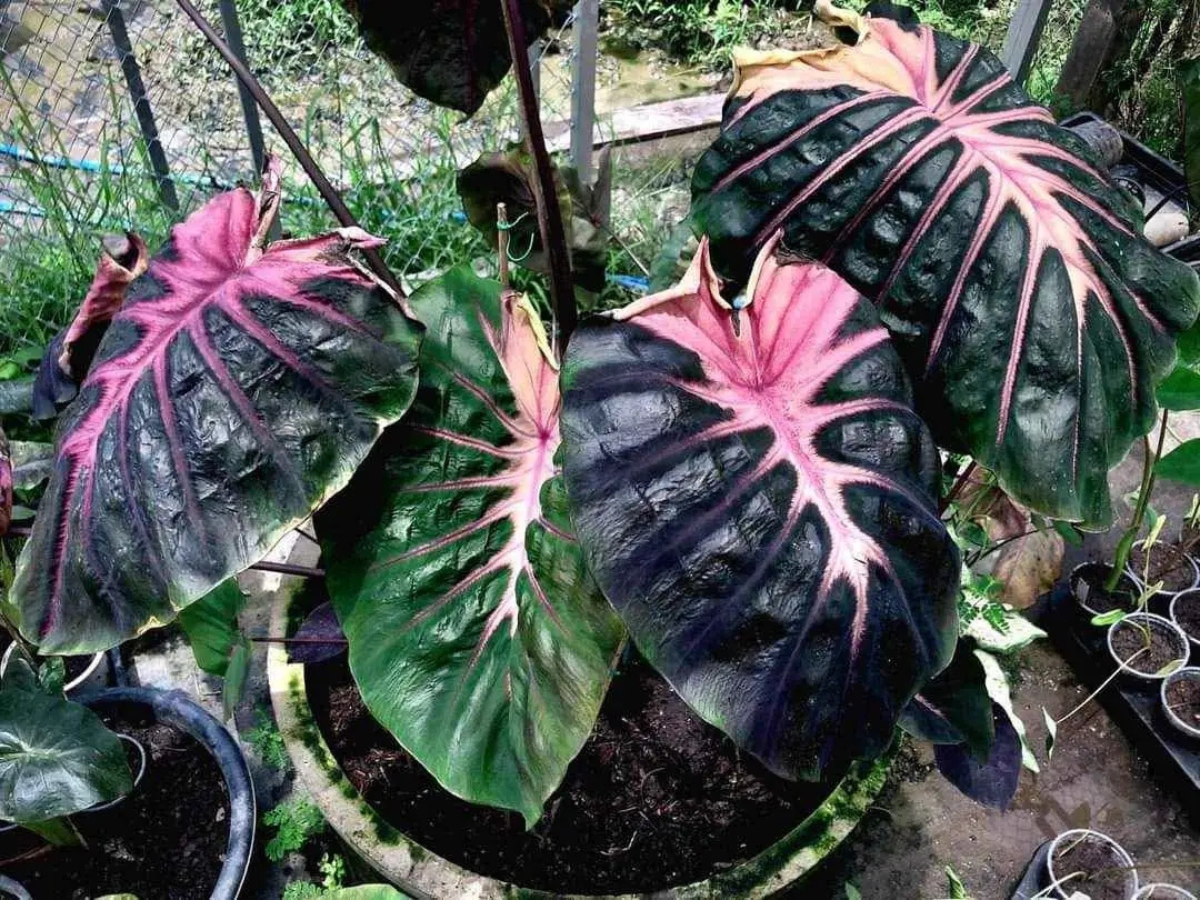 How to Grow Elephant Ear