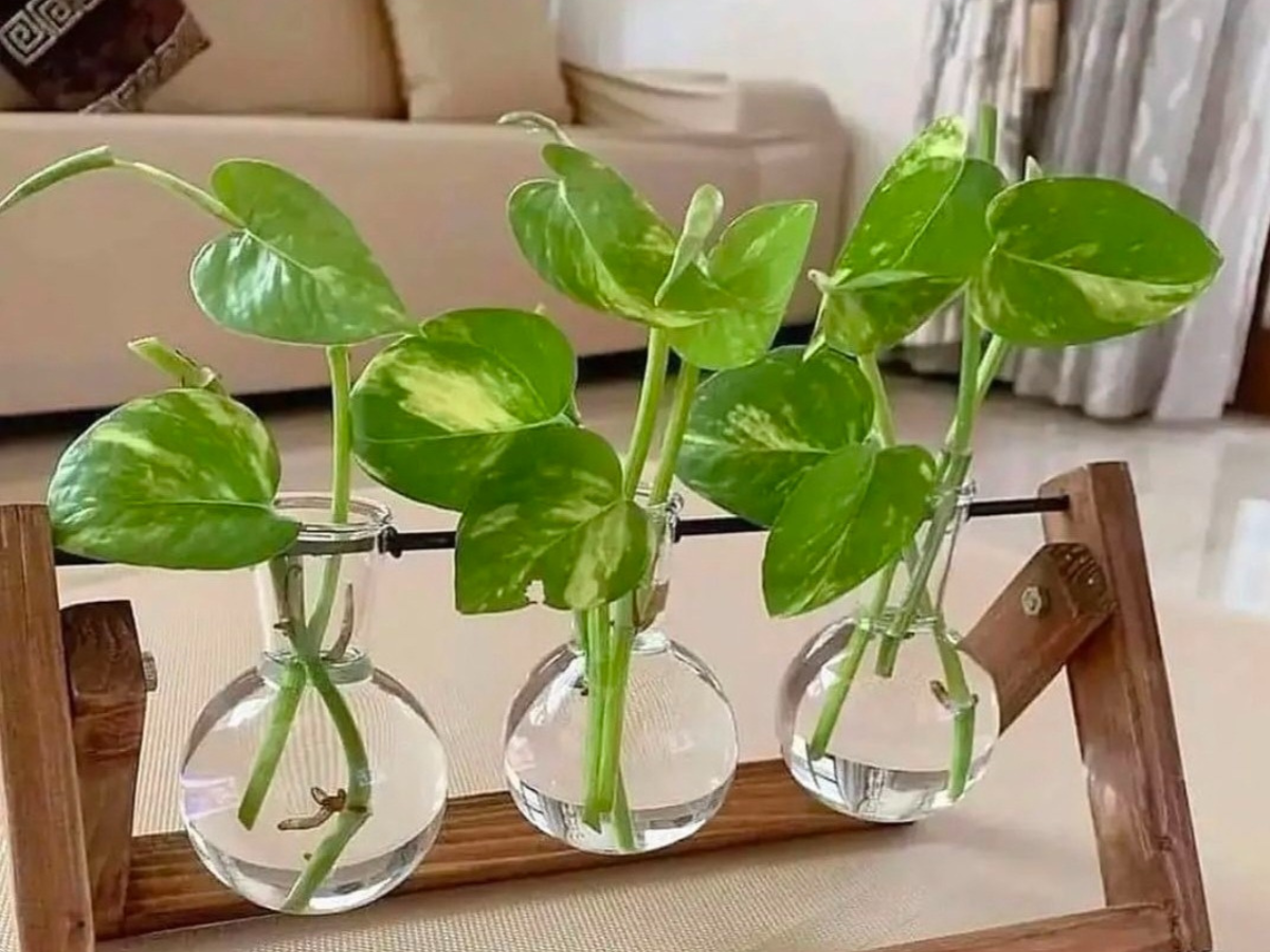 How to Grow Money Plant in Water