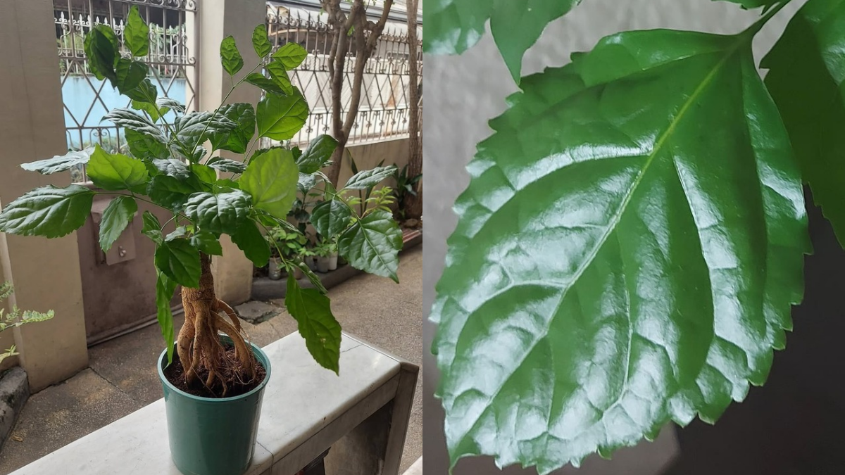 How to Take Care of China Doll Plant