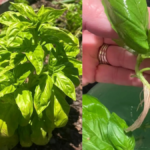 How to Propagate Basil