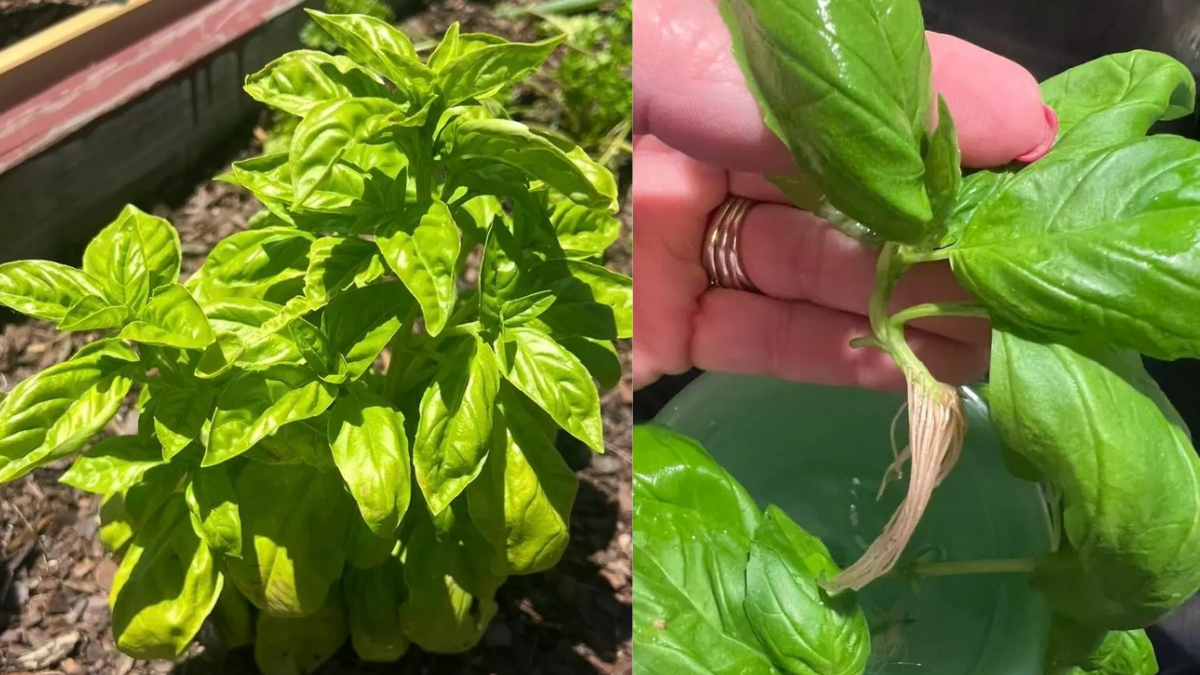 How to Propagate Basil