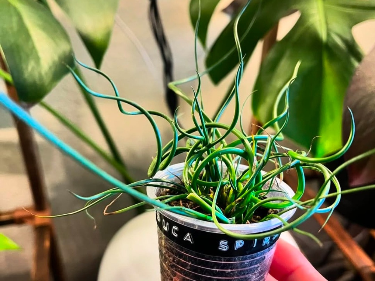 How to Care Corkscrew Plant