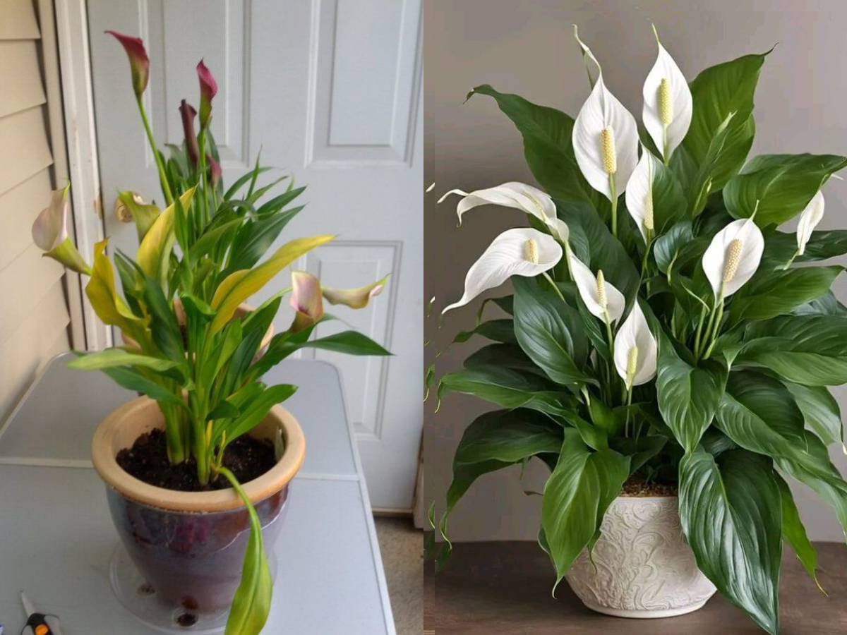 How to Transplant Peace Lily Plant