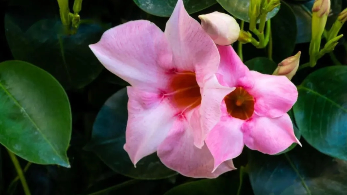 How to Care Mandevilla Plant