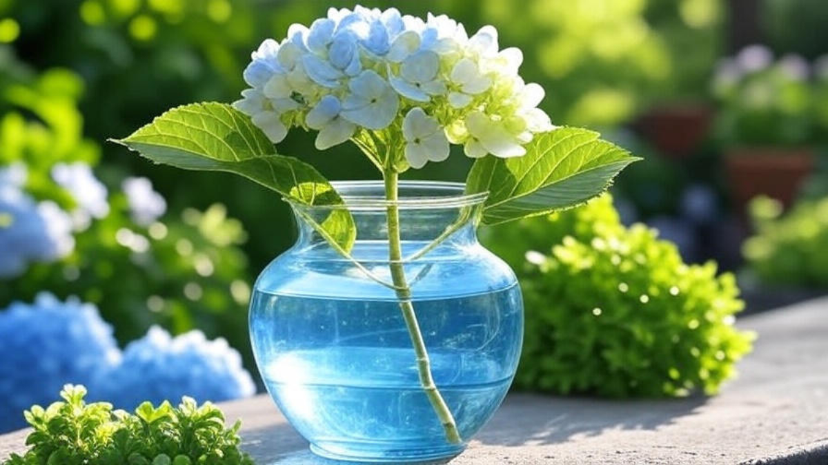 How to Grow Hydrangeas from Cuttings in Water