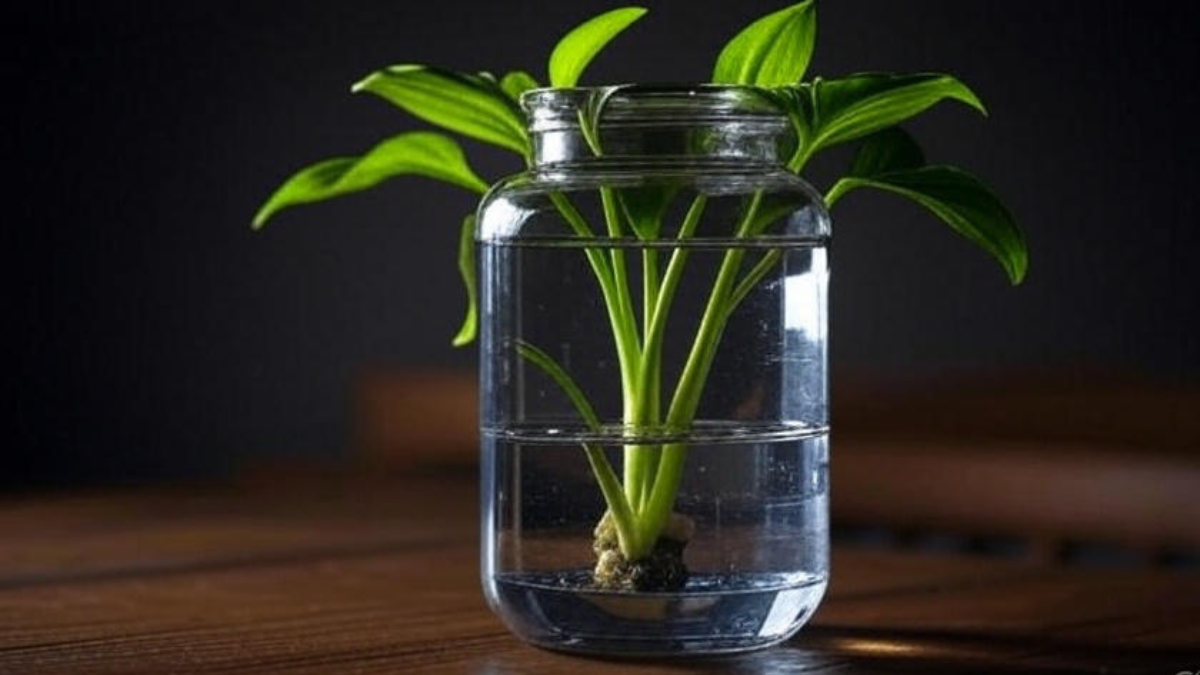 How to Grow Hostas in Water