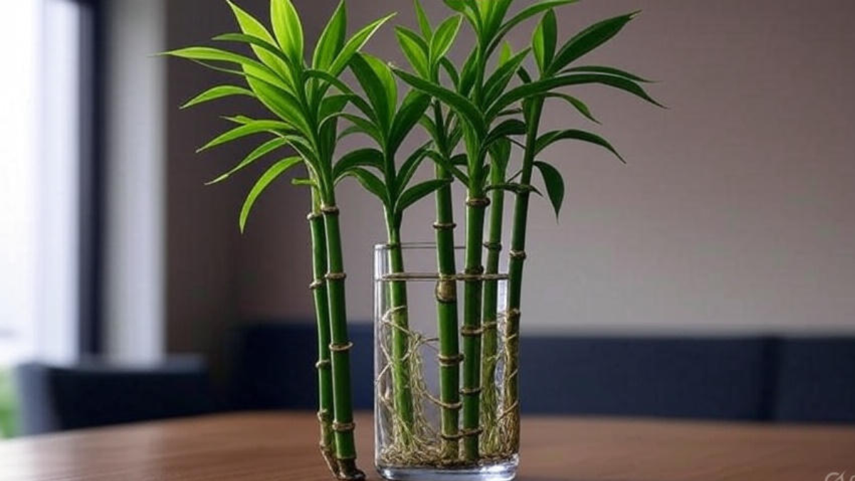 How to Take Care of Lucky Bamboo Plant