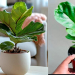 Fiddle Leaf Fig care
