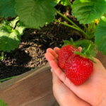 How to Take Care of Strawberry Plants