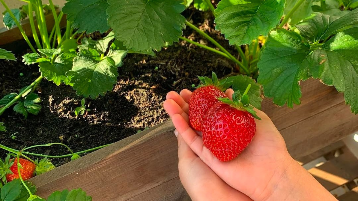 How to Take Care of Strawberry Plants