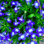 How to Care for Lobelia Plant