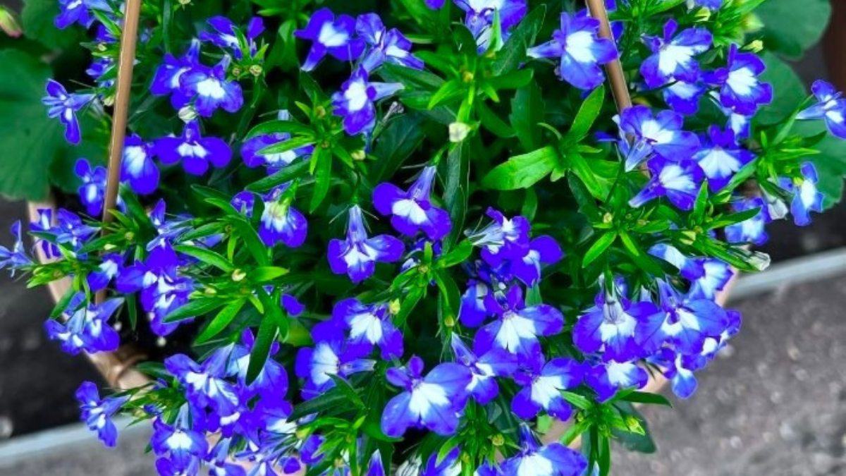 How to Care for Lobelia Plant