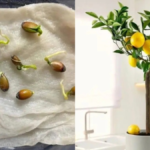 How to Grow a Lemon Tree from a Seed