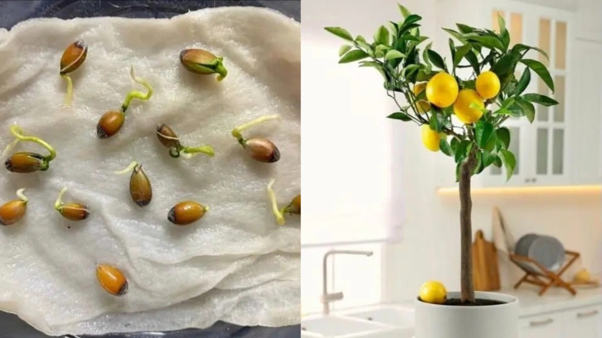 How to Grow a Lemon Tree from a Seed