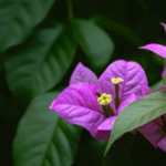 How to Propagate Bougainvillea