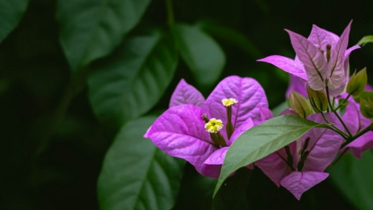 How to Propagate Bougainvillea