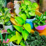 Best way to care for houseplants