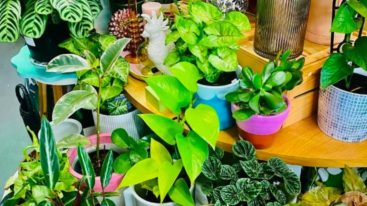 Best way to care for houseplants