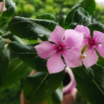 How to Propagate Periwinkle