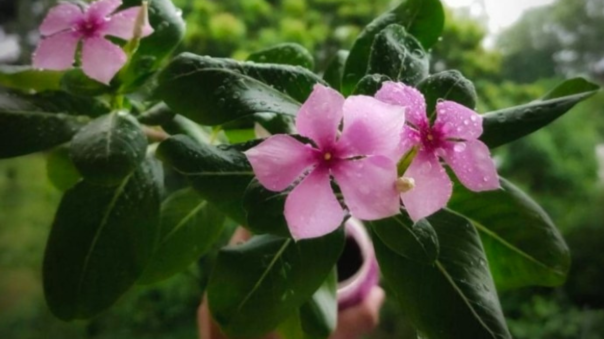 How to Propagate Periwinkle