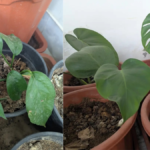 How to Propagate Monstera