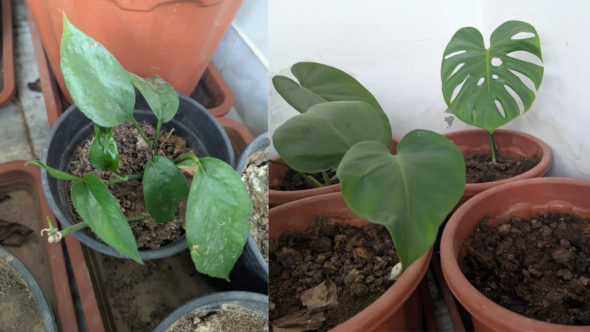 How to Propagate Monstera