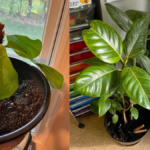 How to Propagate Fiddle Leaf Fig from cutting