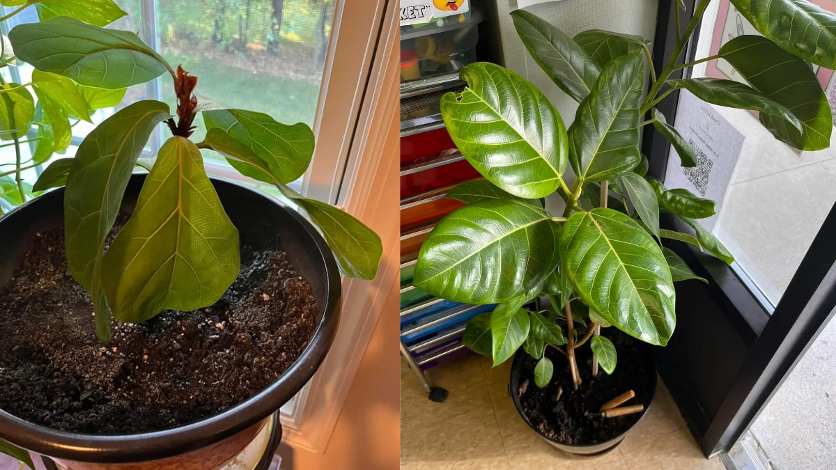How to Propagate Fiddle Leaf Fig from cutting