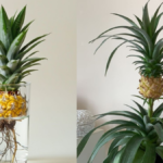 How to Grow a Pineapple Top in Water