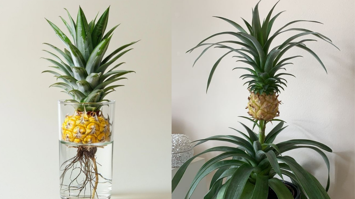 How to Grow a Pineapple Top in Water