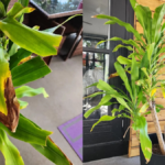 How to Care for Corn Plant