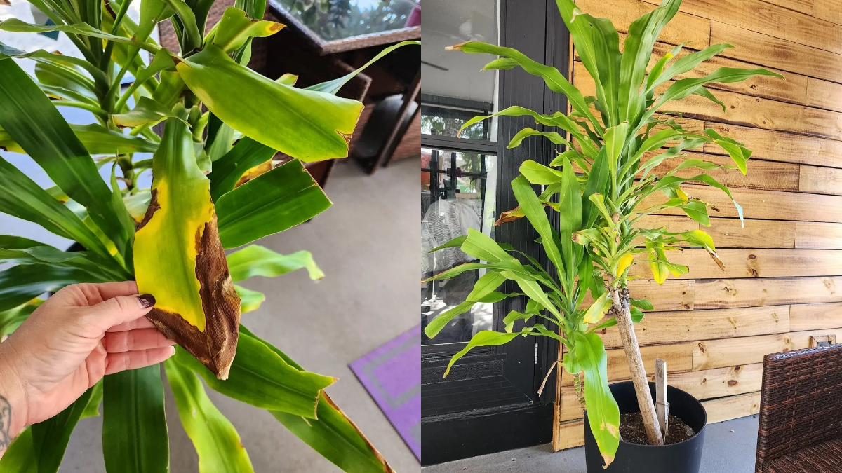 How to Care for Corn Plant