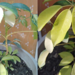 How to Care for Schefflera Plant