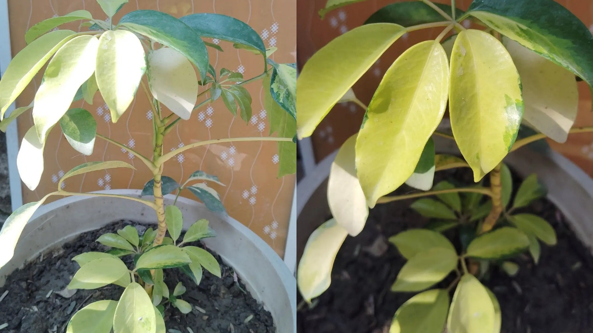 How to Care for Schefflera Plant