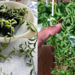 How to Propagate String of Bananas Plant