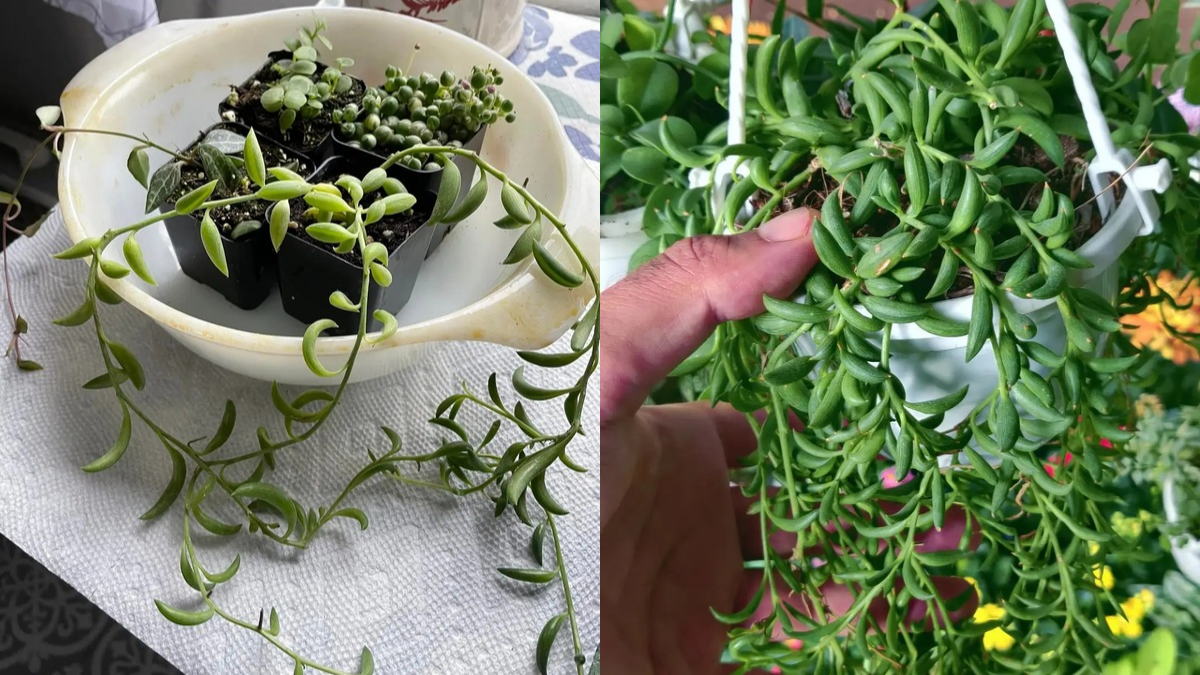 How to Propagate String of Bananas Plant