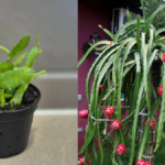 How to Care for Dragon Fruit