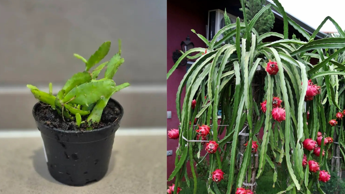 How to Care for Dragon Fruit
