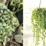 String of Pearls Plant Care