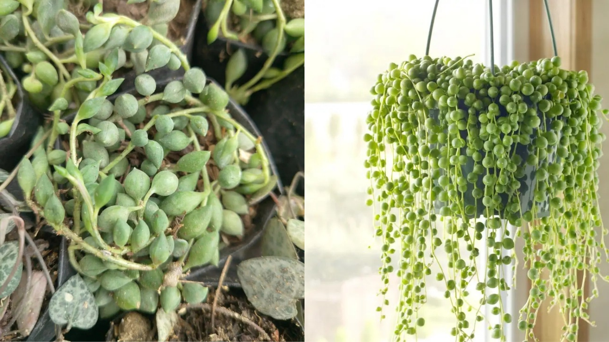 String of Pearls Plant Care