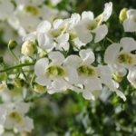 Angelonia Plant Care