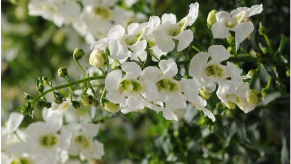 Angelonia Plant Care