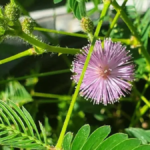 How to Take Care of Sensitive Plant