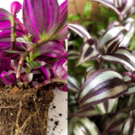 How to Take Care Inch Plant
