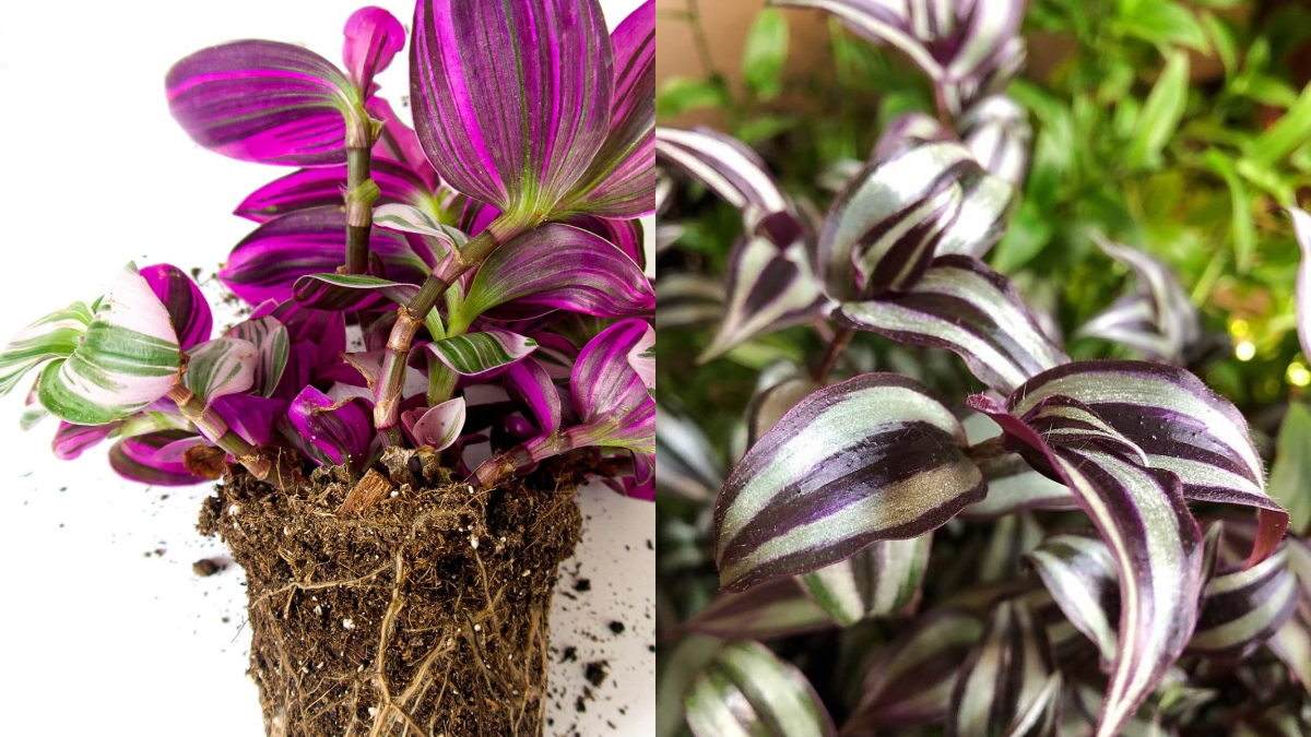 How to Take Care Inch Plant