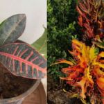 How to Take Care of Croton Plant