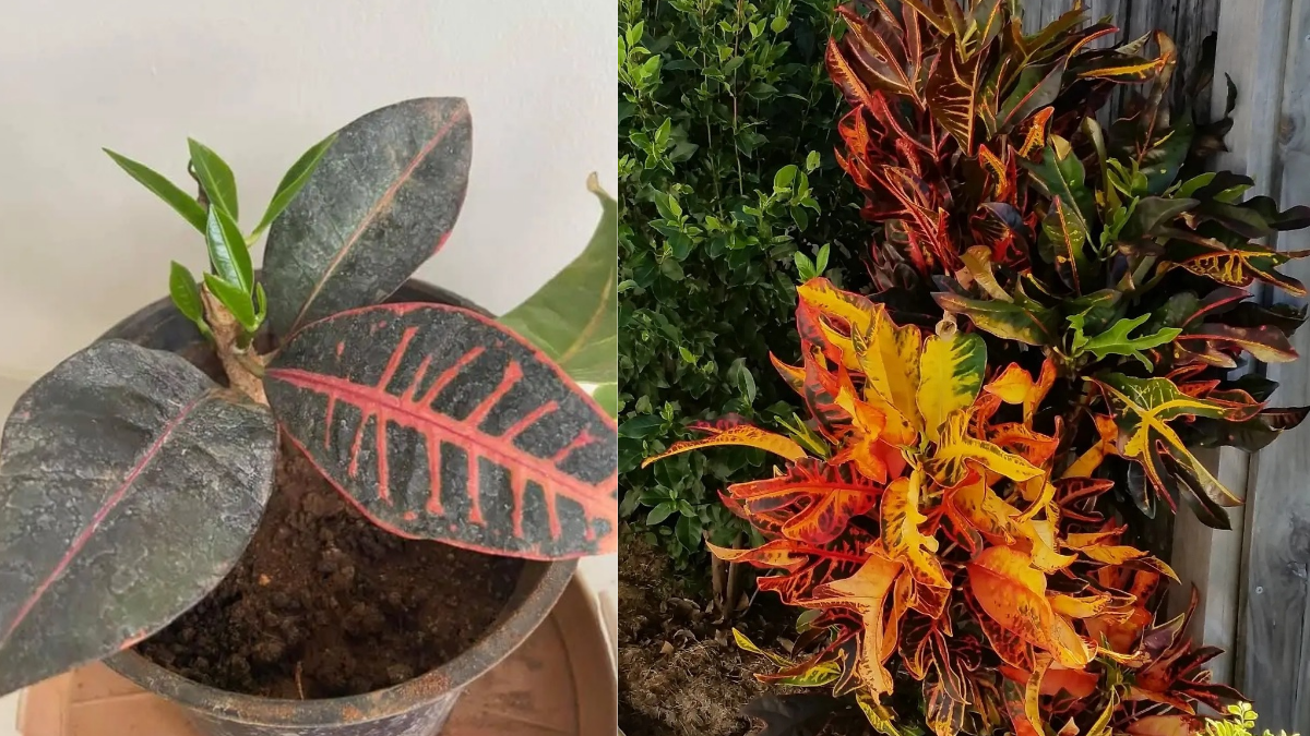 How to Take Care of Croton Plant