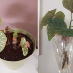 How to Propagate Polka Dot Plant