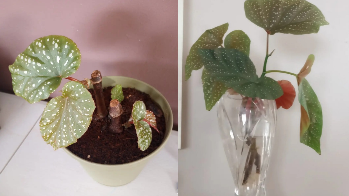 How to Propagate Polka Dot Plant