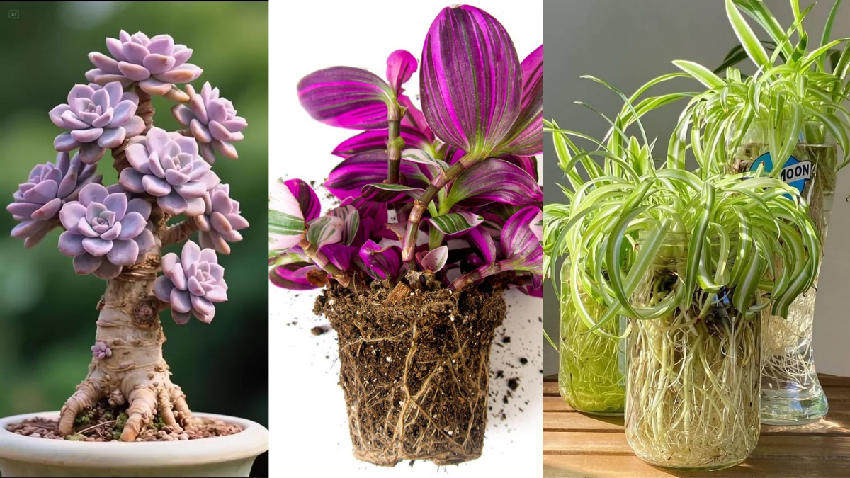 How to Care for Indoor Plants